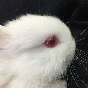 Meet your Posher, Trick